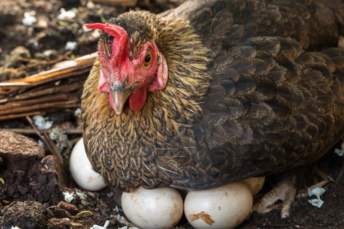¿Cuántos huevos pone una gallina?