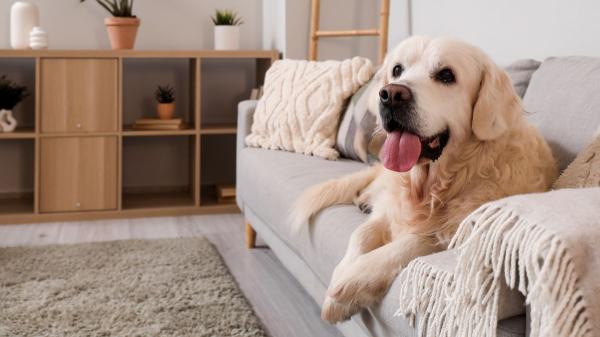 Los expertos desmontan el mito sobre los perros grandes y los pisos pequeños: “El tamaño de la vivienda no determina por sí solo su bienestar” - La clave no es el tamaño del perro, sino su actividad, temperamento y estado físico