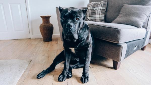 Los expertos desmontan el mito sobre los perros grandes y los pisos pequeños: “El tamaño de la vivienda no determina por sí solo su bienestar” - La Ley de Bienestar Animal exige garantizar unas condiciones de vida dignas