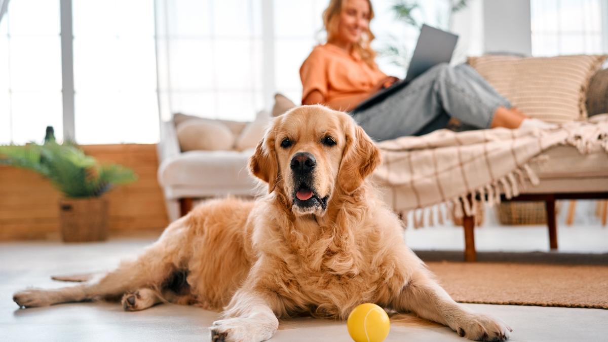 Los expertos desmontan el mito sobre los perros grandes y los pisos pequeños: “El tamaño de la vivienda no determina por sí solo su bienestar”