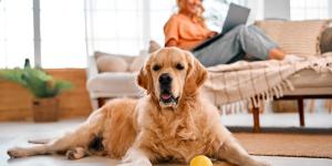 Los expertos desmontan el mito sobre los perros grandes y los pisos pequeños: “El tamaño de la vivienda no determina por sí solo su bienestar”