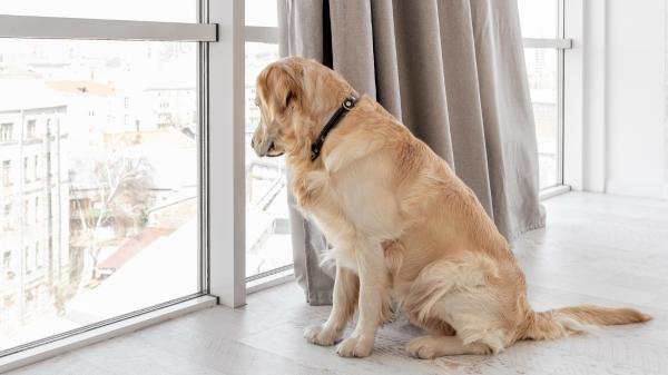 Los expertos desmontan el mito sobre los perros grandes y los pisos pequeños: “El tamaño de la vivienda no determina por sí solo su bienestar” - Menos metros cuadrados deben compensarse con más actividad y estimulación
