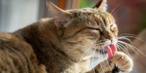 Adiós a las bolas de pelo de tu gato: los remedios caseros que recomendamos los veterinarios para eliminarlas