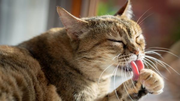 Adiós a las bolas de pelo de tu gato: los remedios caseros que recomendamos los veterinarios para eliminarlas