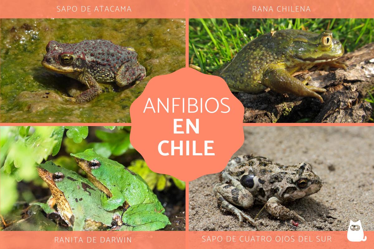 Anfibios de Chile