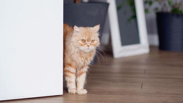 La psicología lo advierte: obligar a los gatos a socializar con desconocidos puede hacer que se aíslen más - Dejar que el gato marque el ritmo ayuda a que pierda el miedo a las visitas