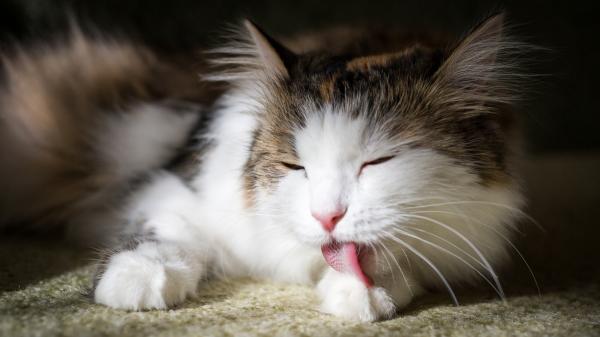 Adiós a las bolas de pelo de tu gato: los remedios caseros que recomendamos los veterinarios para eliminarlas - ¿Por qué las bolas de pelo pueden ser peligrosas para tu gato?