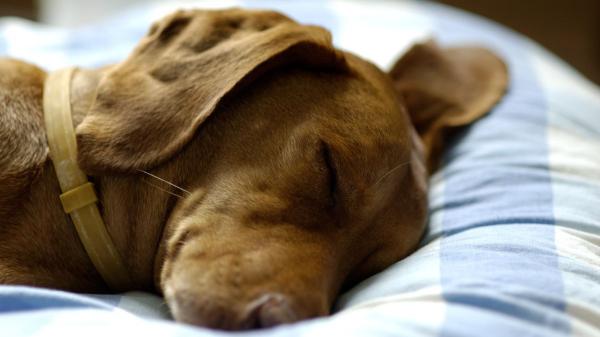 La AEMPS alerta del riesgo del minoxidil para perros y gatos: “Unas pocas gotas o lamidos pueden causar graves daños cardiovasculares e incluso la muerte” - El minoxidil puede causar graves daños cardiovasculares en perros y gatos