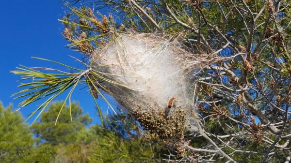 María VetiCan, veterinaria: "Si tu perro toca una oruga procesionaria, no manipules la zona y echa agua caliente de esta manera" - Evita riesgos: consejos de veterinarios para mantener a tu perro a salvo de la procesionaria