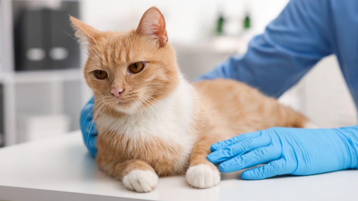 La AEMPS alerta del riesgo del minoxidil para perros y gatos: “Unas pocas gotas o lamidos pueden causar graves daños cardiovasculares e incluso la muerte”
