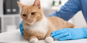 La AEMPS alerta del riesgo del minoxidil para perros y gatos: “Unas pocas gotas o lamidos pueden causar graves daños cardiovasculares e incluso la muerte”