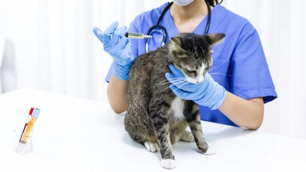 La AEMPS alerta del riesgo del minoxidil para perros y gatos: “Unas pocas gotas o lamidos pueden causar graves daños cardiovasculares e incluso la muerte” - La alerta de la AEMPS busca prevenir intoxicaciones y facilitar su detección temprana