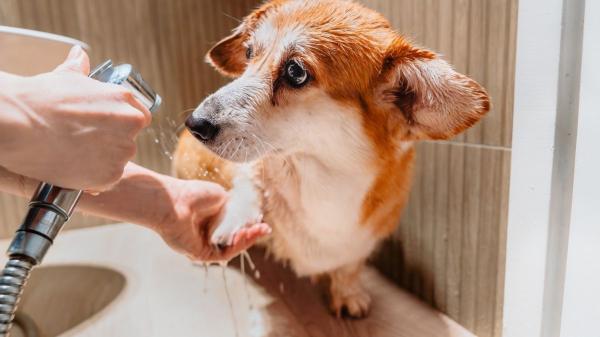 María VetiCan, veterinaria: "Si tu perro toca una oruga procesionaria, no manipules la zona y echa agua caliente de esta manera" - Lo que nunca debes hacer si a tu perro le pica una oruga procesionaria