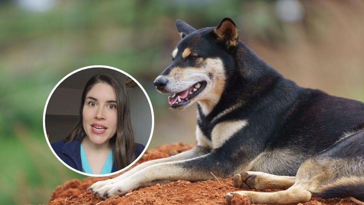 María VetiCan, veterinaria: "Si tu perro toca una oruga procesionaria, no manipules la zona y echa agua caliente de esta manera"