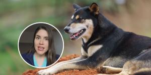 María VetiCan, veterinaria: "Si tu perro toca una oruga procesionaria, no manipules la zona y echa agua caliente de esta manera"