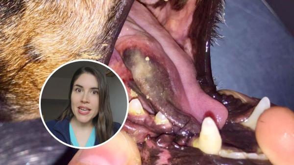 María VetiCan, veterinaria: "Si tu perro toca una oruga procesionaria, no manipules la zona y echa agua caliente de esta manera"