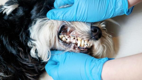 María VetiCan, veterinaria: "Si tu perro toca una oruga procesionaria, no manipules la zona y echa agua caliente de esta manera" - Primeros auxilios que pueden salvar a tu perro si toca una oruga procesionaria: ''Usa solo agua caliente''