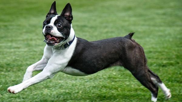Las razas de perros más juguetones: compañeros con los que la diversión y el cariño están asegurados - Boston terrier: la mirada más divertida del mundo canino