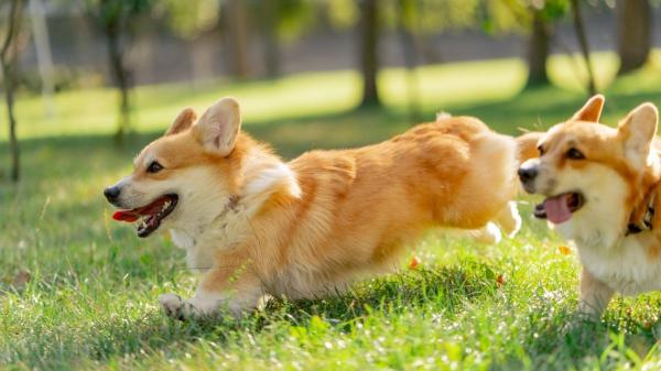 Las razas de perros más juguetones: compañeros con los que la diversión y el cariño están asegurados - Corgi: el pequeño que siempre quiere ser el centro de atención