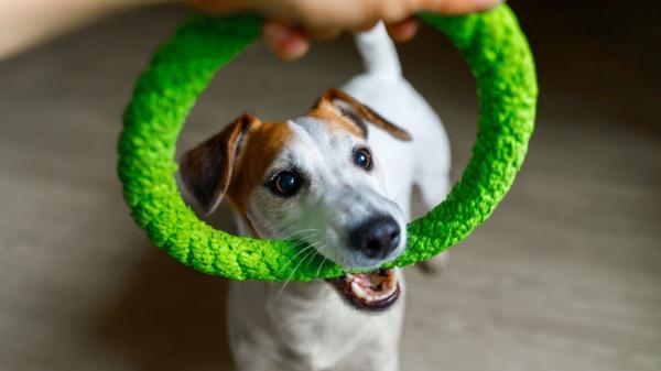 Las razas de perros más juguetones: compañeros con los que la diversión y el cariño están asegurados - Jack Russell terrier: un torbellino incansable