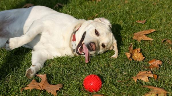 Las razas de perros más juguetones: compañeros con los que la diversión y el cariño están asegurados - Labrador retriever: el de la felicidad y los juegos compartidos
