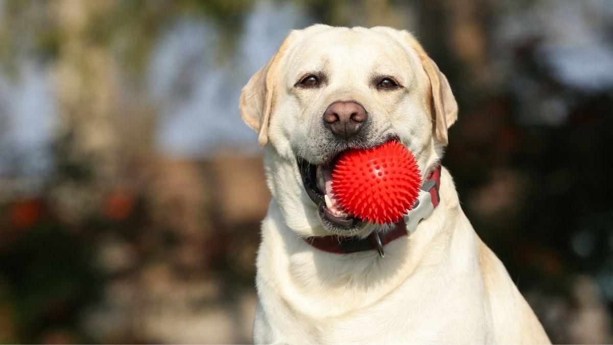 Las razas de perros más juguetones: compañeros con los que la diversión y el cariño están asegurados