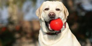Las razas de perros más juguetones: compañeros con los que la diversión y el cariño están asegurados