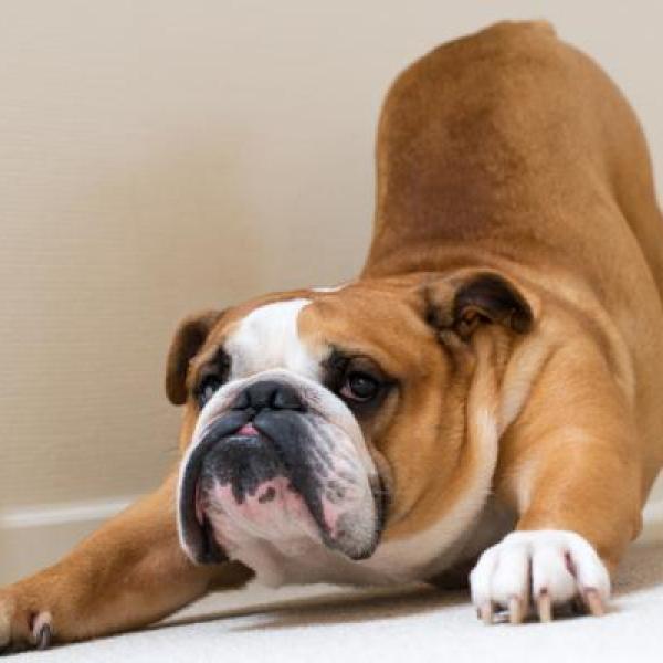 por qué mi perro inclina la cabeza hacia mí