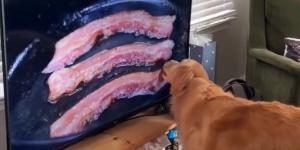 Creía que era real: el divertido vídeo viral de un perro lamiendo la televisión al ver bacon cocinarse