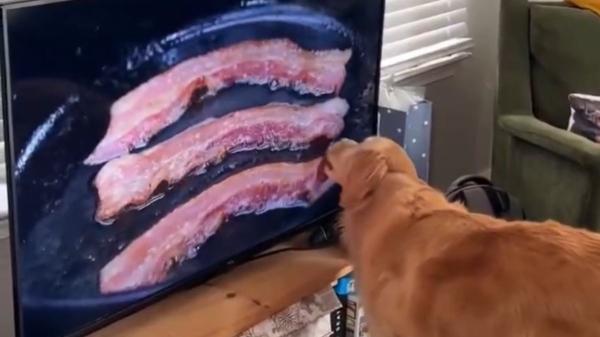Creía que era real: el divertido vídeo viral de un perro lamiendo la televisión al ver bacon cocinarse