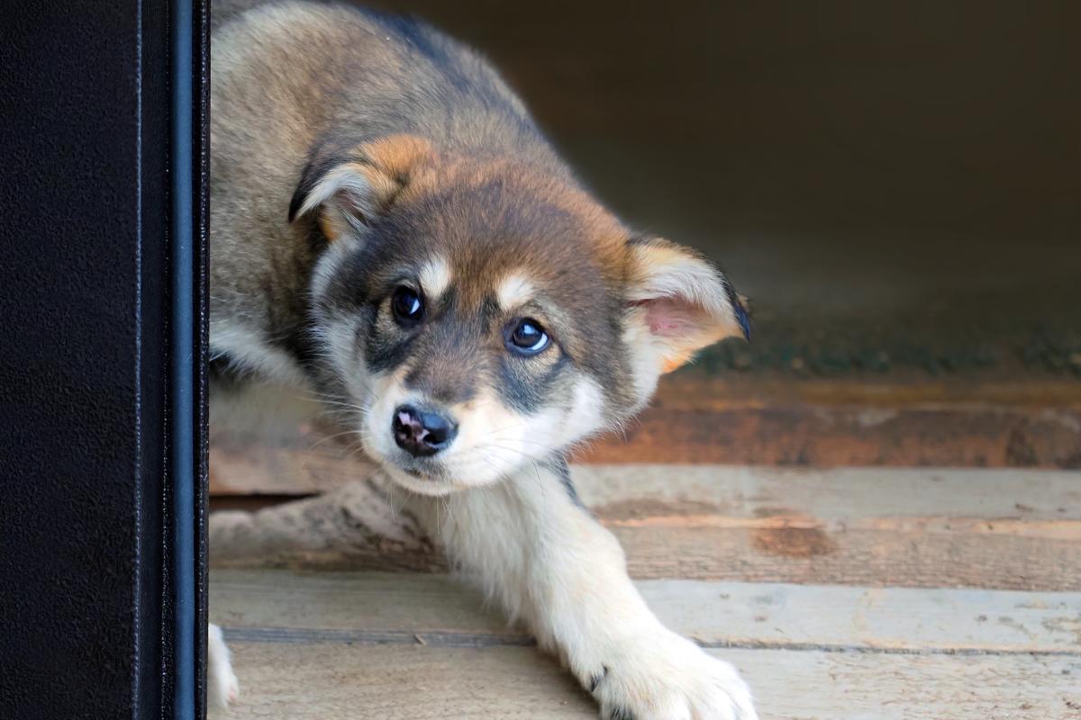 Perro traumatizado por ataque de otro perro, ¿qué hacer?