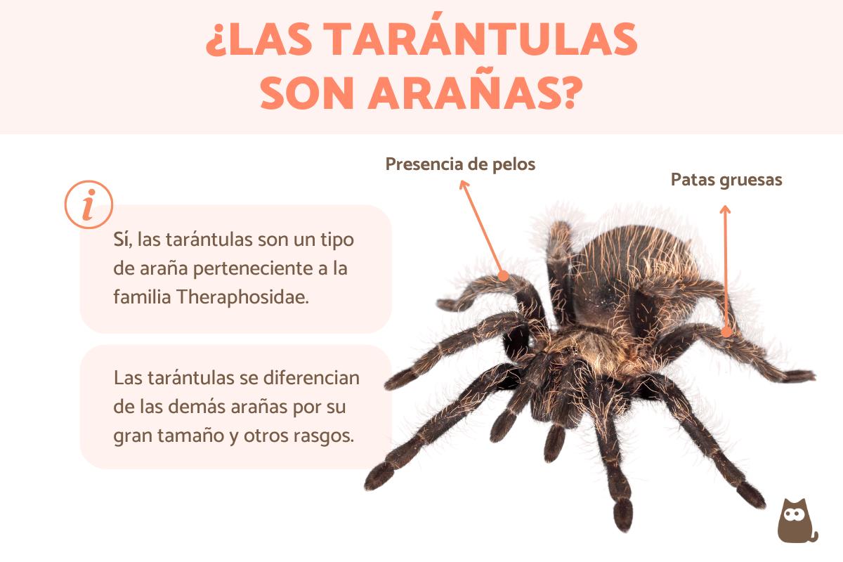 Diferencias entre araña y tarántula