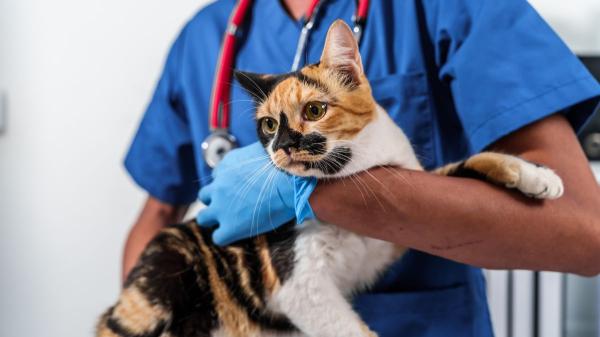 Valencia inaugura el primer centro veterinario público en España para gatos callejeros y Pepa es la primera gata salvada - El centro de Valencia como referencia en la gestión de colonias felinas