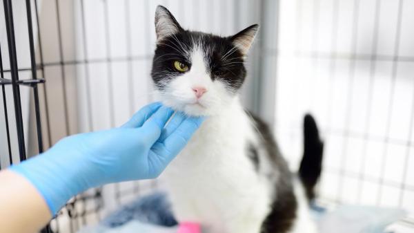 Valencia inaugura el primer centro veterinario público en España para gatos callejeros y Pepa es la primera gata salvada - El debate sobre el control de colonias felinas sigue abierto
