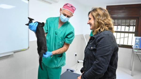 Valencia inaugura el primer centro veterinario público en España para gatos callejeros y Pepa es la primera gata salvada - Un modelo veterinario adaptado a los gatos: la clave del nuevo centro de Valencia