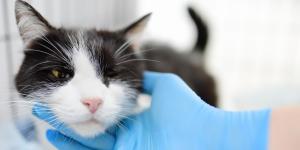 Valencia inaugura el primer centro veterinario público en España para gatos callejeros y Pepa es la primera gata salvada