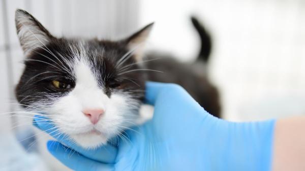 Valencia inaugura el primer centro veterinario público en España para gatos callejeros y Pepa es la primera gata salvada