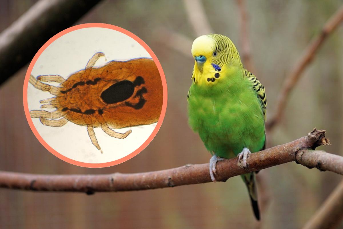 Ácaros en aves - Síntomas y tratamiento