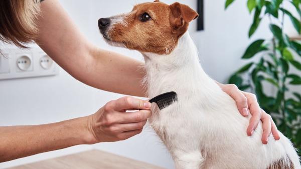 María Vetican, veterinaria: “Si ves puntitos negros en tu perro no es suciedad, podría tener pulgas y no lo sabes” - Qué recomiendan los veterinarios cuando un perro tiene pulgas