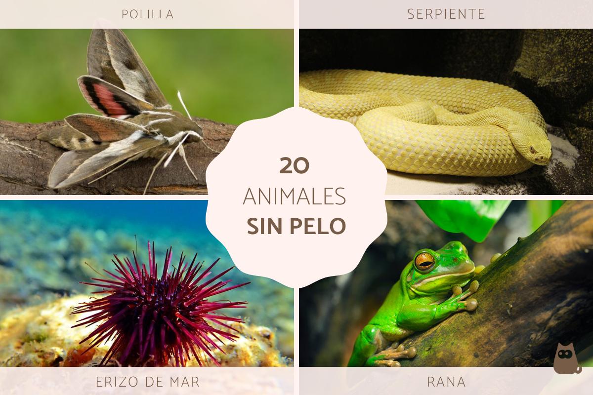 Animales sin pelo
