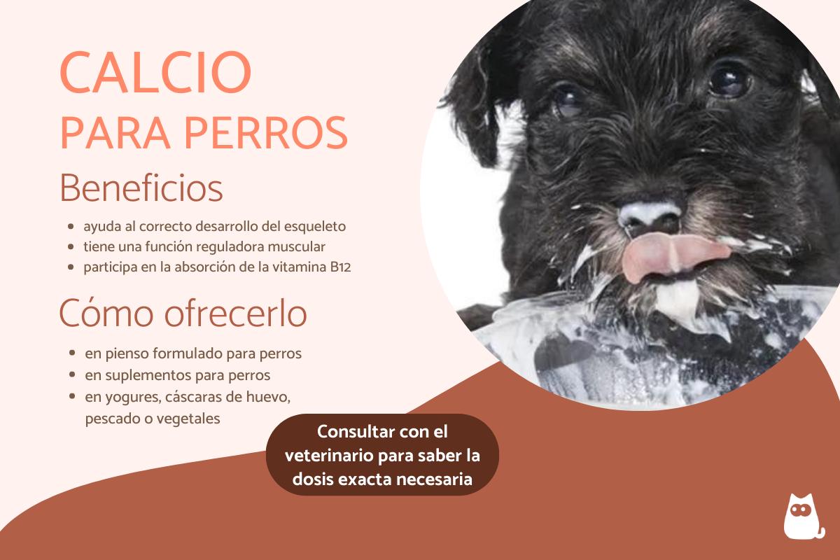 Calcio para perros - Dosis y beneficios
