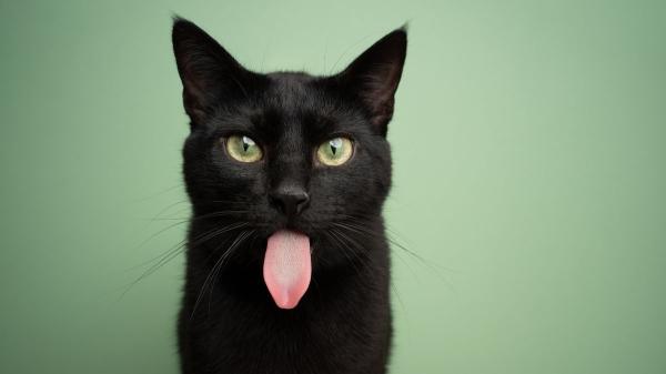 Los veterinarios están de acuerdo: "Los gatos negros pueden parecer tímidos al principio, pero cuando ganan confianza son muy cariñosos" - El síndrome del gato negro: por qué estos animales tardan más en encontrar una familia