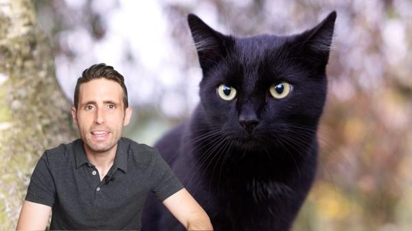Los veterinarios están de acuerdo: "Los gatos negros pueden parecer tímidos al principio, pero cuando ganan confianza son muy cariñosos"