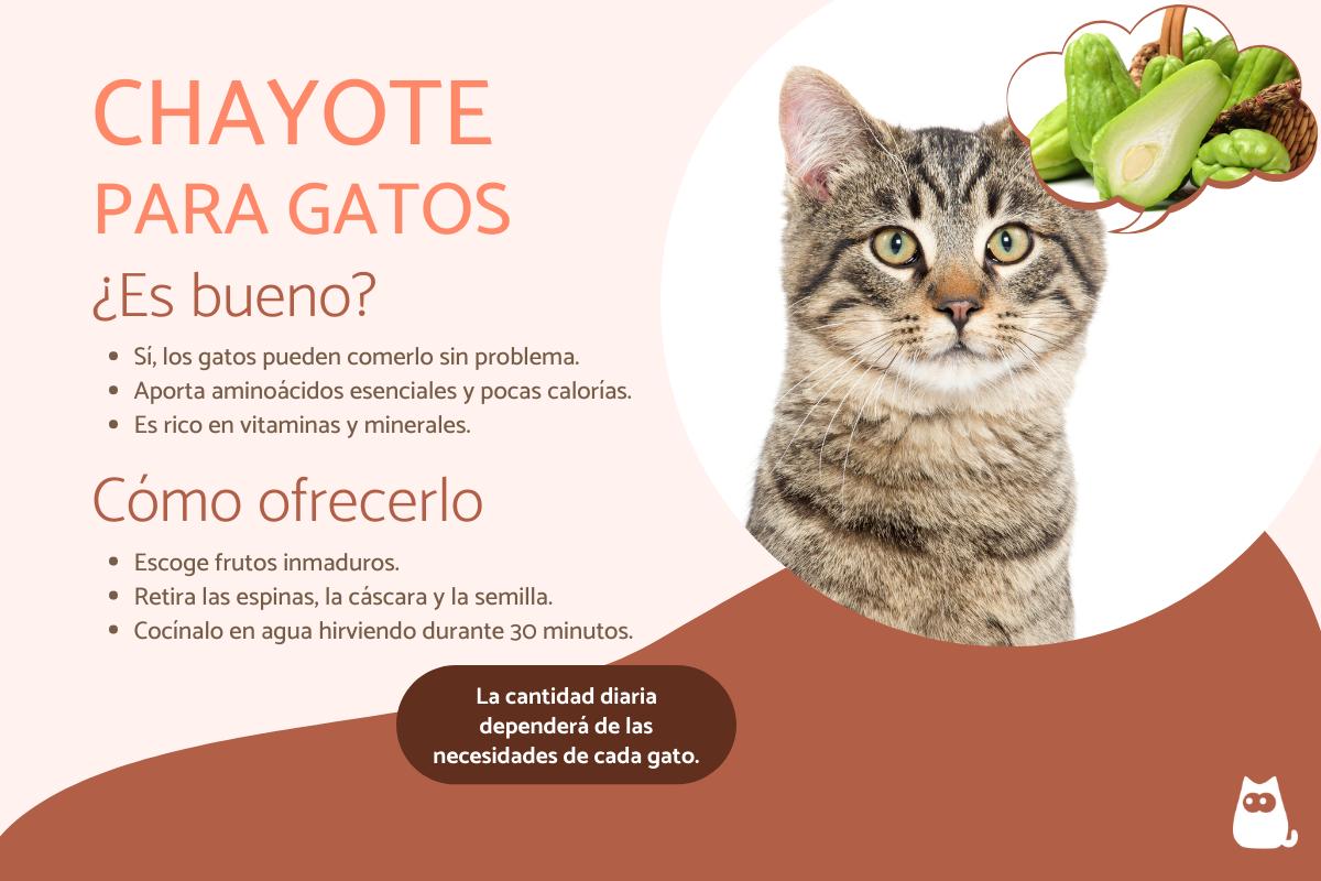 ¿Los gatos pueden comer chayote?