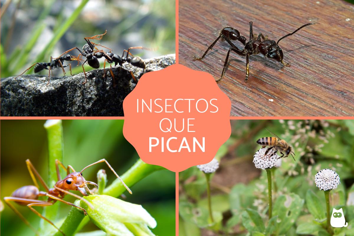 Insectos que pican - Tipos y características