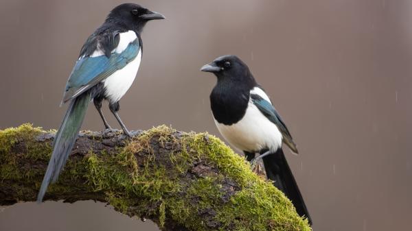 Si una urraca visita tu jardín o terraza, no suele ser por casualidad: esto es lo que realmente significa - La ciencia desmiente el famoso mito de las urracas y los objetos brillantes