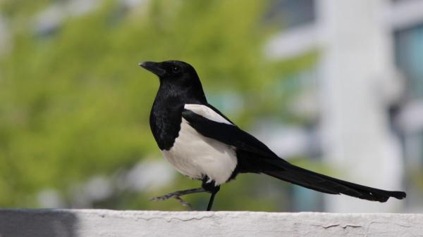 Si una urraca visita tu jardín o terraza, no suele ser por casualidad: esto es lo que realmente significa - La razón por la que las urracas aparecen cada vez más en las ciudades