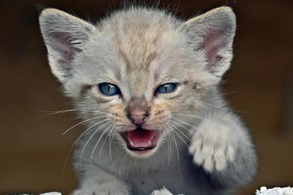 Nombres vikingos para gatos - Otros nombres vikingos para gatos