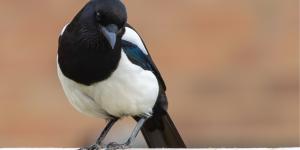 Si una urraca visita tu jardín o terraza, no suele ser por casualidad: esto es lo que realmente significa