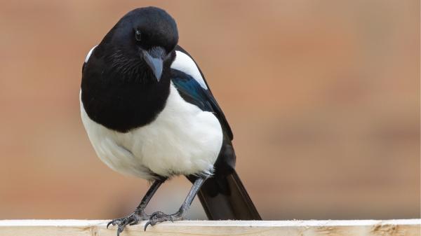Si una urraca visita tu jardín o terraza, no suele ser por casualidad: esto es lo que realmente significa